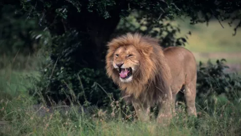 Wounding Apple makes it a dangerous animal