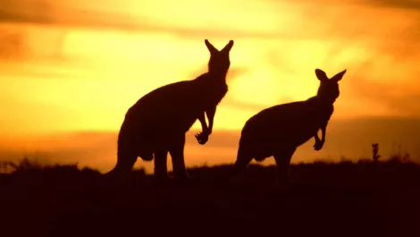 Australia 1