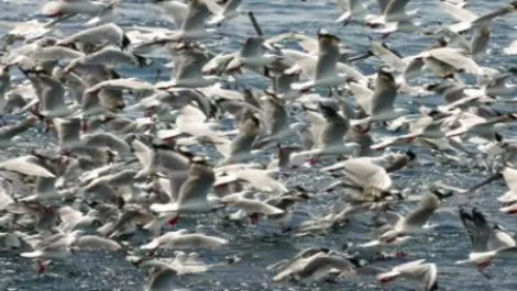 Flock of birds 775393