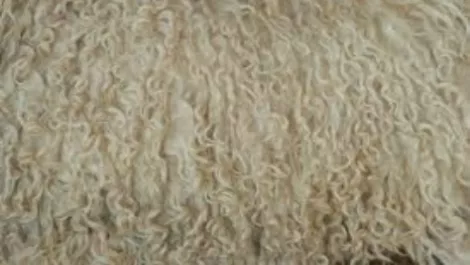 Wool