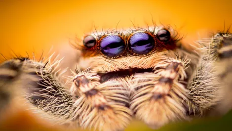 Warning: this story contains spiders and robots