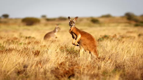 Volvo discovers that kangaroos confuse their self-driving car