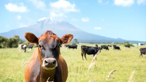 The future of farming is in agritech, says Callaghan Innovation